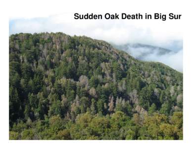 Sudden oak death / Ornamental trees / Big Sur / Vegetation / Lithocarpus / Sequoia sempervirens / Biology / Flora of the United States / Geography of California