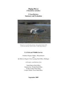 Piping Plover / Ornithology / Plover / Fauna of the United States / Birds of Western Australia / Mountain Plover / Shorebirds / Charadrius / Birds of North America