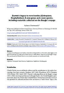 Creophilus / Beetle / Diochus electrus / Ektatotricha / Staphylinidae / Staphylininae / Rove beetle