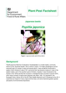 Plant Pest Factsheet  Japanese beetle Popillia japonica