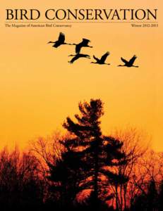 Taxonomy / Juan Fernández Firecrown / Firecrown / Eskimo Curlew / Whimbrel / American Bird Conservancy / Juan Fernández Islands / Santa Clara Island / Bird conservation / Curlews / Numenius / Ornithology