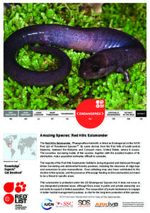 © 2014 Danté Fenolio / www.anotheca.com  Amazing Species: Red Hills Salamander The Red Hills Salamander, Phaeognathus hubrichti, is listed as Endangered on the IUCN Red List of Threatened SpeciesTM. Its name derives fr