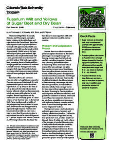 Food and drink / Fusarium wilt / Fusarium oxysporum / Disease resistance in fruit and vegetables / Sugar beet / Plant pathology / Rhizoctonia solani / Fusarium oxysporum f.sp. ciceris / Xanthomonas campestris pv. campestris / Fusarium / Agriculture / Biology