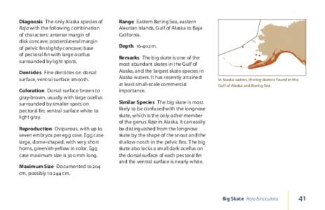 Diagnosis  The only Alaska species of Raja with the following combination of characters: anterior margin of disk concave; posterolateral margin of pelvic fin slightly concave; base of pectoral fin with large ocellus