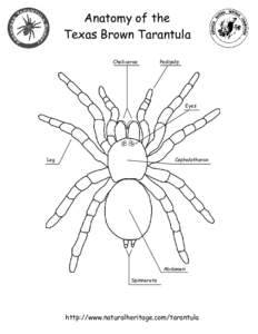 Anatomy of the Texas Brown Tarantula Chelicerae Pedipalp