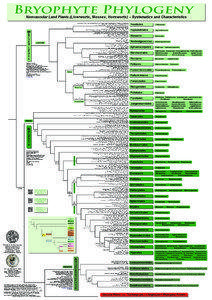 Bryophyte Phylogeny