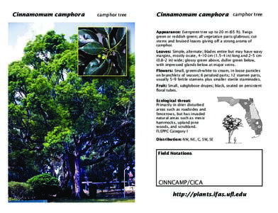 camphorcamphor tree tree Cinnamomum Cinnamomum camphora