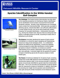 Patuxent Wildlife Research Center Species Identification in the White-headed Gull Complex The Challenge: The Federal Aviation Administration has long relied on the expertise provided by the Smithsonian Feather Identifica