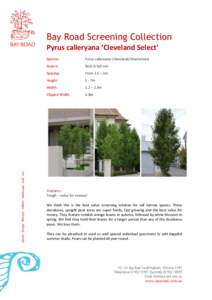 Bay Road Screening Collection  plants design lifestyle edibles landscape cafe art Pyrus calleryana ‘Cleveland Select’ Species: