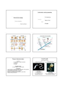 Lembrando aulas passadas  Hemichordata