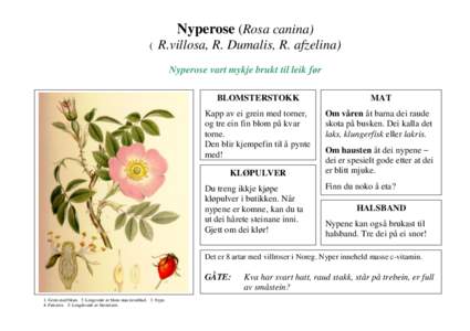 Nyperose (Rosa canina) ( R.villosa, R. Dumalis, R. afzelina) Nyperose vart mykje brukt til leik før BLOMSTERSTOKK