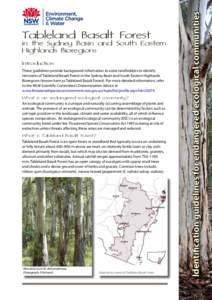 Tableland Basalt Forest in the Sydney Basin and South Eastern Highlands Bioregions– identification guidelines for the endangered ecological communities