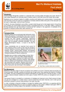 Mai Po Wetland Habitats Fact sheet Reedbed Introduction Common Reed Phragmites australis is a perennial herb occurring widely throughout the world. Stands of reed (called Reedbed) can dominate areas of shallow water or i