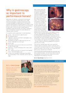 ■ GASTROSCOPY  Why is gastroscopy so important in performance horses? Gastroscopy is so important in performance horses because