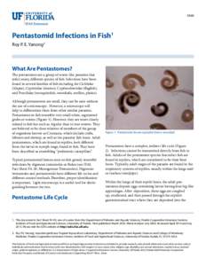 FA90  Pentastomid Infections in Fish1 Roy P. E. Yanong2  What Are Pentastomes?