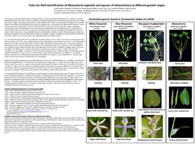 Traits for field identification of Monochoria vaginalis and species of Heteranthera at different growth stages. James Eckert, University of California, Department of Plant Science, Davis, CA; Jennifer Williams, Californi