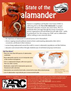 Eastern Red-backed Salamander, Plethodon cinereus. © Daniel Hocking State of the  alamander