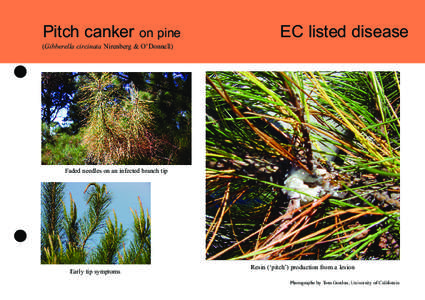 Pitch canker on pine  (Gibberella circinata Nirenberg & O’Donnell) EC listed disease