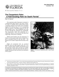 Fact Sheet ENH-91 December 1991 The Carpentaria Palm: A Fast-Growing Palm for South Florida1 Alan W. Meerow2
