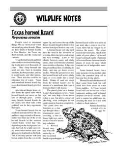 WILDLIFE NOTES Texas horned lizard Phrynosoma cornutum People tend to misname things. We say 