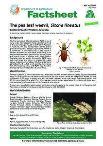 Factsheet[removed] : The pea leaf weevil, Sitonus lineatus [WA AGRIC]