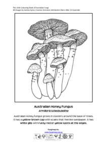 The Little Colouring Book of Australian Fungi All images by Katrina Syme, Creative Commons Attribution-Share Alike 3.0 Australia Australian Honey Fungus Armillaria luteobubalina Australian Honey Fungus grows in clusters 