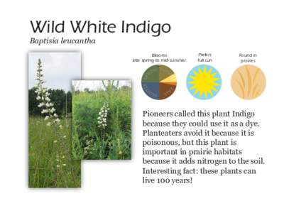 Wild White Indigo Baptisia leucantha Blooms late spring to mid-summer