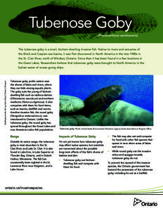 Tubenose Goby (Proterorhinus semilunaris) The tubenose goby is a small, bottom-dwelling invasive fish. Native to rivers and estuaries of the Black and Caspian sea basins, it was first discovered in North America in the l