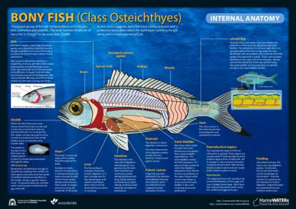 Bony Fish (Class Osteichthyes) The largest group of fish are the bony fishes and includes eels, seahorses and pipefish. The total number of species of bony fish is thought to be more than 15,000.  INTERNAL ANATOMY