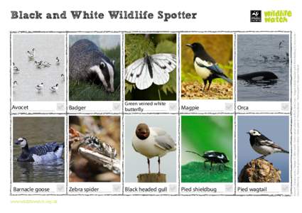 Avocet Badger Green veined white butterfly  Magpie