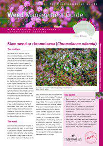 Weed Management Guide - Siam weed or chromolaena (Chromolaena odorata)
