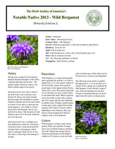 Flora of North America / Monarda fistulosa / Flora / Monarda / Thymol / Bergamot / Herb / Essential oil / Mentha / Lamiaceae / Medicinal plants / Flora of the United States