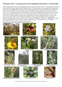 Natural history of Australia / Flora of Tasmania / Pomaderris / Leucopogon lanceolatus / Xerochrysum / Pittosporum / Persoonia / Cassinia / Leucopogon / Eudicots / Flora of New South Wales / Flora of Australia