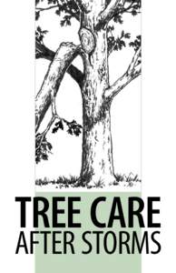 Tree Care  after storms S