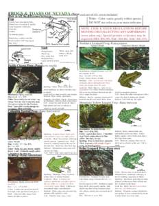 Herpetology / Zoology / Western toad / Frog / Parotoid gland / Great Basin spadefoot / Biology / Gastrophryne carolinensis / Amphibians / Bufo / Toads