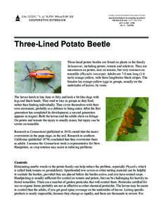 Three-lined Potato Beetle