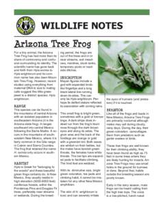 WILDLIFE NOTES Arizona Tree Frog For a tiny animal, the Arizona Tree Frog has had more than its share of controversy and confusion surrounding its identity. The VFLHQWL¿FQDPHKDVJRQHEDFN