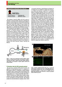 National Institute for Basic Biology  Cell Biology LABORATORY OF NEURONAL CELL BIOLOGY