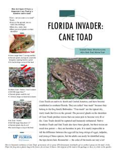 How do I know if I have a dangerous Cane Toad or a harmless native toad? First— are you sure is it a toad? Toads: Live on the ground, not on