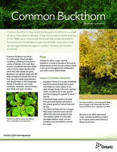 Common Buckthorn (Rhamnus cathartica) Common buckthorn (also known as European buckthorn) is a small shrub or tree native to Eurasia. It was introduced to North America in the 1880s as an ornamental shrub and was widely 