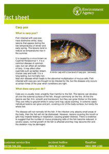 Carp pox What is carp pox? Fish infected with carp pox