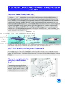 Baleen whales / Cetaceans / Sperm whales / Fauna of Ireland / Pilot whale / Whale / Beaked whale / Minke whale / Dwarf sperm whale / Zoology / Megafauna / Biology
