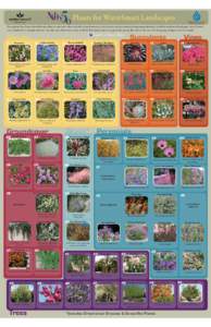 Nifty50 Plants for WaterSmart Landscapes  These plants have been selected because they are attractive, often available in retail nurseries, non-invasive, easy to maintain, long-term performers, scaled for residential lan