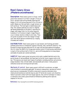 Reed Canary Grass (Phalaris arundinacea) Description: Reed canary grass is a large, coarse grass that reaches 2 to 9 feet in height. It has an erect, hairless stem with gradually tapering leaf blades[removed]to 10 inches l