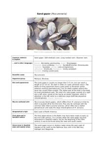 Myidae / Mactridae / Soft-shell clam / Clam / M. arenaria / Mya truncata / Lutraria lutraria / Peppery furrow shell / Arenaria / Phyla / Protostome / Taxonomy