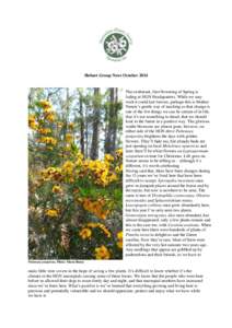 Pultenaea juniperina / Pultenaea / Olearia / Cassinia / Flora of Australia / Flora of Tasmania / Flora of New South Wales / Faboideae