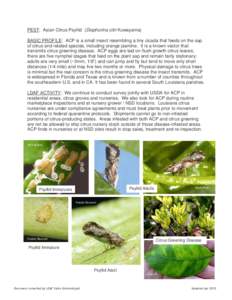 PEST: Asian Citrus Psyllid (Diaphorina citri Kuwayama) BASIC PROFILE: ACP is a small insect resembling a tiny cicada that feeds on the sap of citrus and related species, including orange jasmine. It is a known vector tha