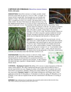 Flora of Japan / Grasses / Miscanthus sinensis / Botany / Miscanthus / Agriculture / Biology / Poaceae / Energy crops / Flora of China