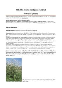 Invasive plant species / A. sylvestris / Anthriscus / P. sylvestris / Rorippa sylvestris / Flora / Biota / Apiaceae