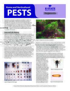 Home and Horticultural  PESTS Bagworms